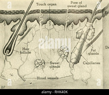 . Biology and man. Biology; Human beings. idermis Fat glands Capillaries Dermis SECTION OF THE SKIN The sweat gland consists of a fine tubule opening to the surface of the skin at one end and coiled up in a knot at the other. The coiled portion is surrounded by blood vessels from which water, salts, and traces of urea are withdrawn into the gland tube. Around the base of each hair ore fat glands. Sensitive nerve endings come close to the surface directly through the lining cells, in part carried by the white corpuscles (see page 188), and in part through the secretions of the liver. From the i