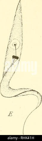 The Biology Of The Protozoa Protozoa Protozoa S E Please Note That These Images Are Extracted From Scanned Page Images That May Have Been Digitally Enhanced For Readability Coloration And Appearance alamy