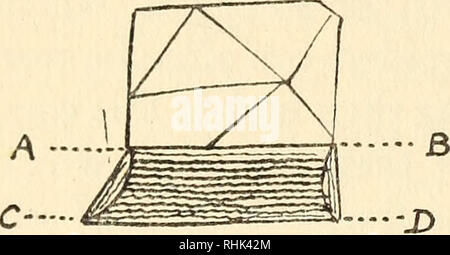 . The biology of spiders. Spiders; Insects. 120 THE BIOLOGY OF SPIDERS have been described by Dr. Conrad Akerman, of Pieter- maritzburg. Near the south coast of Natal, a fairly large spider,. Fig. 63.—Web of Hyptiotes. Menneus camelus, spins its webs on bushes in the neighbour- hood of streams. The web (Fig. 64) consists of a few irregularly placed threads supporting a band of about twenty threads of silk. These are adhesive, being covered with the loops of the viscid silk produced by the cribel- lum, the supernumerary spin- ning - organ already described. This little band, scarcely bigger tha Stock Photo