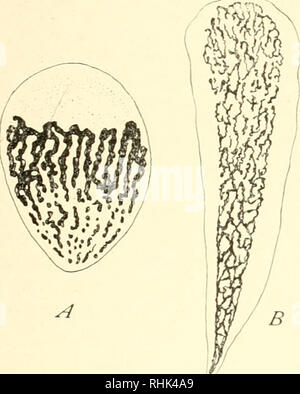 . The biology of the Protozoa. Protozoa; Protozoa. NUCLEI AND KINETIC ELEMENTS 83 definite body, the substance of which forms the pole plates. Hertwig (1898) and Doflein (1916) assume that they are formed from the linin substance of the nucleus. On this assumption the pole plates might be interpreted as hyaline aggregates of the linin reticulum of the nucleus, indeerl, the hyaline and homogeneous appearance of the pole plates is suggestive of amoeba ectoplasm. ^Yith our present knowledge I am inclined to agree with this interpretation of pole plates and to regard Paramecium caudatum, with othe Stock Photo