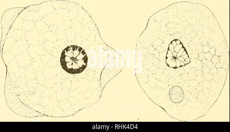 . The biology of the protozoa. Protozoa; Protozoa. Fig. 30. — Chilodon sp. Macronucleus with endosome and endobasal body (end). (mo) Mouth surrounded by pharyngeal basket. (Original.) B. Fig. 31.—Endamoeba dysenteriae (Councilman and Lafleur). Two stages in the metamorphosis of endosome and endobasal body. (After Hartmann.) probable that in all of these cases the endobasal body is em- bedded in a core of plastin.. Please note that these images are extracted from scanned page images that may have been digitally enhanced for readability - coloration and appearance of these illustrations may not  Stock Photo