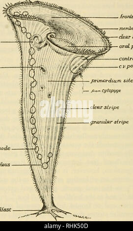 . The biology of Stentor. Stentor. 8 THE BIOLOGY OF STENTOR pouch which is often called the buccal cavity. The membranellar band runs along the outer edge of this pouch and then coils sharply inward into an invaginated tube which itself coils about one turn into the cell. This tube we shall call by the rather non- commital term of gullet. Food vacuoles are separated off the inner IroniaL Held. membrsLncUar band clear harder stripe oraiLpomJi contractile vaciwle cv pore ruJlei {ood vacude macromiclesLr node. micronus^us. hxMIast Fig. I. Descriptive diagram of Stentor coeruleus. end of the gulle Stock Photo