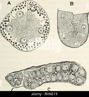 . The biology of the frog. Frogs. THE DIGESTIVE SYSTEM AND ITS ...