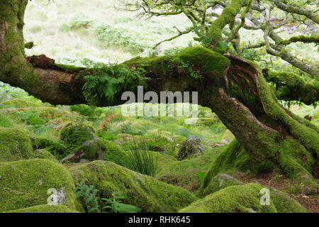 Twisted, Gnarly, Stunted Moss Covered Sessile Oak Trees (Quercus petraea) of Wistmans Wood. Dartmoor, Devon, UK. Stock Photo