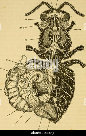 . The biology of insects. Insects -- Biology. 26 THE BIOLOGY OF INSECTS b Ph. Fig. io.—Dorsal Dissection of Worker Honey Bee (Apis mellifica), showing Digestive and Nervous Systems, ph, pharynx ; oe, gullet ; cr, crop or &quot; honey-stomach &quot; ; pv, proventriculus ; v, ventriculus or chyle-stomach (mid-gut) ; il, ileum ; co, colon ; sg, salivary glands ; phg, pharyngeal glands ; Mt, Malpighian tubes; (chyle stomach and intestines are displaced to left to expose the nerve-cords connecting the chain of ganglia (g) ; b, brain, the three simple eyes (ocelli) above it ; e, compound eye. X lo.  Stock Photo