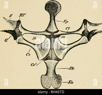 . The biology of the frog. Frogs. XIII THE SKELETON 239 portion, the suprascapula, which is composed of cartilage which is more or less calcified at the base. The supra-. FlG. 67. —Middle part of the shoulder girdle of the frog from below. Co, coracoid; Co epicoracoid; CI, clavicle; Ep, episternum; G, glenoid cavity; Fe, fenestra; KC, cartilage between scapula and clavicle; Kn, xiphisternum; w, junction of epicoracoids; S, scapula; 5/, sternum. (After Wiedersheim.) scapula articulates below with the long scapula, which is oblong and constricted in the middle; the posterior side of the lower e Stock Photo