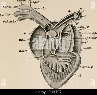 . The biology of the frog. Frogs. XV. THE CIRCULATORY SYSTEM 265 walled ...