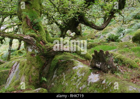 Twisted, Gnarly, Stunted Moss Covered Sessile Oak Trees (Quercus petraea) of Wistmans Wood. Dartmoor, Devon, UK. Stock Photo