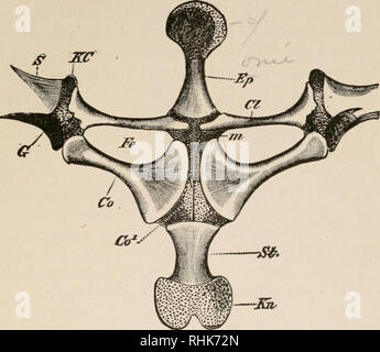 . The biology of the frog. Frogs. XIII THE SKELETON 239 portion, the suprascapula, which is composed of cartilage which is more or less calcified at the base. The supra-. FIG. 67.— Middle part of the shoulder girdle of the frog from below. Co, coracoid; Co', epicoracoid; Cl, clavicle; Ep, episternum; G, glenoid cavity; Fe, fenestra; A'C, cartilage between scapula and clavicle; Kn, xiphisternum; m, junction of epicoracoids; 6&quot;, scapula; 5/, sternum. (After Wiedersheim.) scapula articulates below with the long scapiila, which is oblong and constricted in the middle ; the posterior side of t Stock Photo