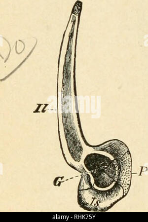 . The biology of the frog. Frogs. 242 THE BIOLOGY OF THE FROG CHAP ...