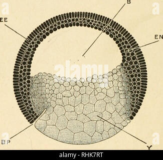 gastrula diagram