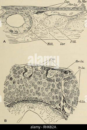 . The biology of the amphibia. Amphibians. THE RESPIRATORY SYSTEM 161