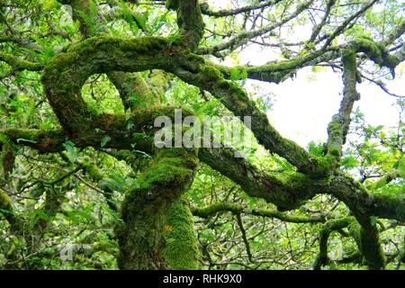 Twisted, Gnarly, Stunted Moss Covered Sessile Oak Trees (Quercus petraea) of Wistmans Wood. Dartmoor, Devon, UK. Stock Photo