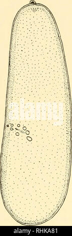 . The biology of the cell surface. Cytology. THE ECTOPLASM changes ...