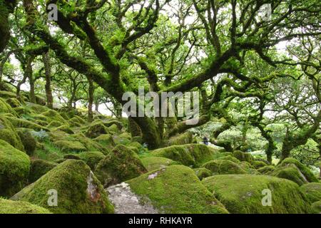 Twisted, Gnarly, Stunted Moss Covered Sessile Oak Trees (Quercus petraea) of Wistmans Wood. Dartmoor, Devon, UK. Stock Photo