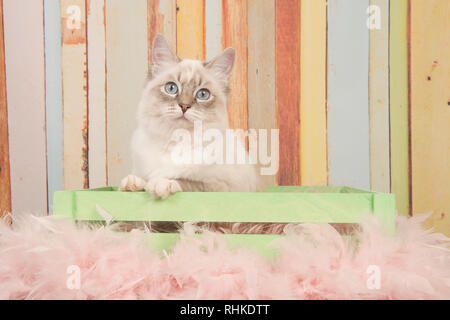 Cute ragdoll cat with blue eyes looking at camera sitting in a wooden crate on a pastel colored background Stock Photo