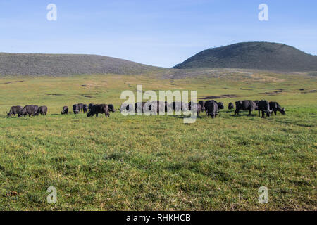 Buffalo herd in Ngorongoro Stock Photo