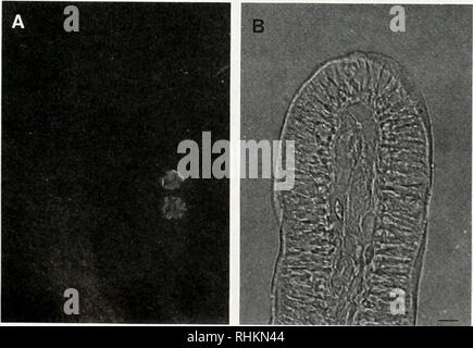 intestinal epithelial cell Stock Photo - Alamy