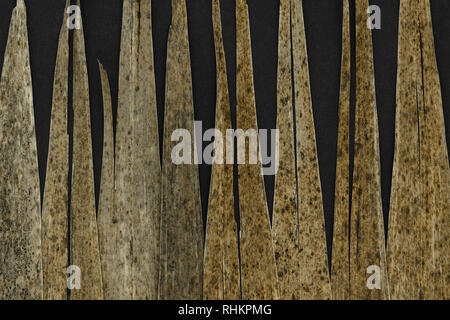 Abstract background of brown dry reed leaves on black background Stock Photo