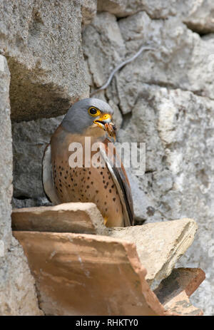 Lesser Kestrel, Falco naumanni in Matera village, Italy Stock Photo