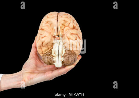 Female hand holding model human brains hemispheres isolated on black background Stock Photo