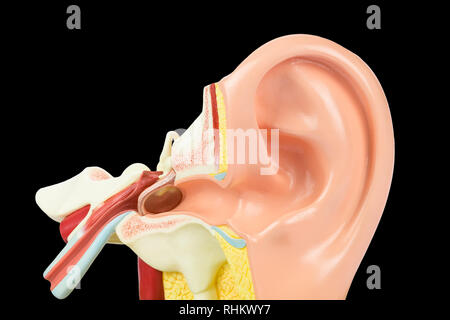 Interior of human ear model isolated on black background Stock Photo