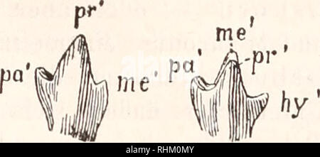 Johann Georg Schlosser Stock Photo Alamy