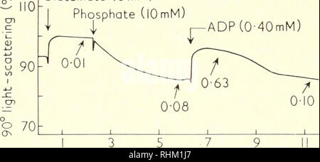 . Biological structure and function; proceedings. Biochemistry; Cytology. 86 LESTER PACKER an energy-linked form of the oxidation-reduction carriers arises, and that this component is capable of giving rise to further intermediates which interact with inorganic phosphate and adenosine diphosphate (ADP) leading to adenosine triphosphate (ATP) synthesis. The reactants of the system are clearly substrate, which may interact at different sites, and oxygen for electron transport, and phosphate and ADP required for the synthesis of ATP. It happens that these reactants are capable of inducing charact Stock Photo
