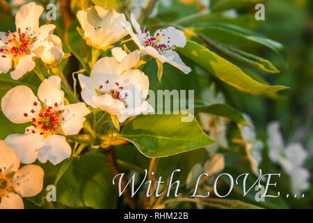 Beautiful blooming pear tree branch with white flowers and red stamens in warm sunset sunlight. Seasonal greeting card signed with love. Selective foc Stock Photo