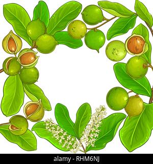 macadamia vector frame on white background Stock Vector