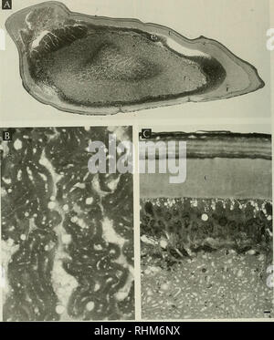 . The Biological bulletin. Biology; Zoology; Marine biology. 102 D. J. NUCKLEY ET AL.. Figure 3. Light microscopy of l-^m sections of the dorsal eye stained with toluidine blue. (A) Low magnification micrograph of a dorsal tangential section through one wing. The massed rhabdomeral segments (r) of the photoreceptor? form a continuous sheet of photosensitive membrane surrounded by corneal epidermis (e) and cornea (c). The plane of section is tilted slightly from horizontal; anterior is to the left and medial toward the top. (B) Higher magnification micrograph of a more heavily stained section c Stock Photo