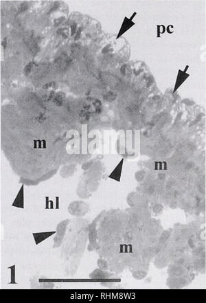 . The Biological bulletin. Biology; Zoology; Biology; Marine Biology. 106 M. G. MARTYNOVA AND O. A. BYSTROVA pc. Figure 1. Light micrograph of semithin section through the atrium of the snail Ac/uitina fit/ica. The heart wall consists of epicardium (arrows) facing the pericardia! cavity (pc) and a myocardium (m). The endoihdial cells (arrowheads) adjoin the luminal surface of the myocardial trabeculae hi. heart lumen. Scale bar = 0.05 mm. somes, and a number of small vesicles. UCs were easy to distinguish from other nonmuscle cells in the heart, such as endothelial cells, gliointerstitial cell Stock Photo