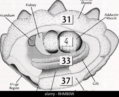 Giant clam deals anatomy