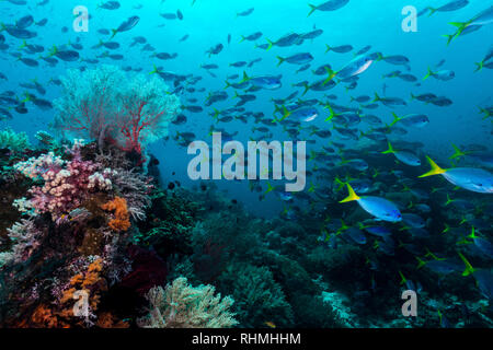 Underwater reefscape Stock Photo