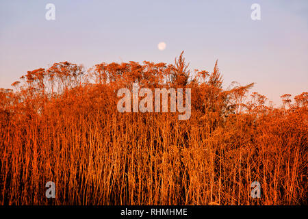 Dried autumn grass lit by the sunset light. In the background is the moon in the evening sky Stock Photo