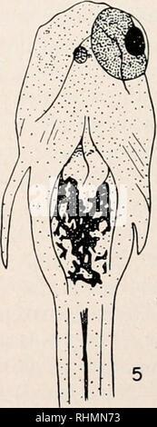 . The Biological bulletin. Biology; Zoology; Biology; Marine Biology. FIGURE 1. View of right side of cyclopean Fundulus hctcroclitus hatchling 105-1. The anterior part of the body is flexed slightly to the right to show the eye. Drawn with camera lucida, urethane anaesthesia, X 20. FIGURE 2. View of right side of cyclopean Lucania pari&lt;a—Fundulus hctcroclitus 263-1. Chromatophores are opaquely white rather than black as in Fundulus. X 20. FIGURE 3. Ventral view of anterior part of 263-1, X 20. FIGURE 4. Ventral view of anterior part of synophthalmic Fundulus hctcroclitus 89-2, X20. FIGURE  Stock Photo