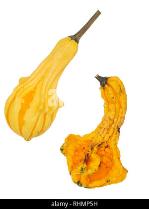 Two odd shaped ornamental squashes, small pumpkins, isolated on white. Autumn, fall. Stock Photo