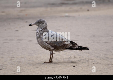 A Juvenile Ring-Billed Gull stood on the sandy beach of Long Branch New Jersey Stock Photo