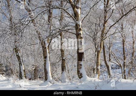 snow covered tree trunks alongside the long road by Coupall Falls to Glen Etive at Rannoch Moor, Highlands, Scotland in Winter Stock Photo