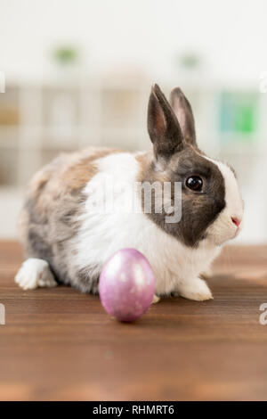 Cute fluffy Easter rabbit and egg painted in light violet or pink color on wooden table Stock Photo