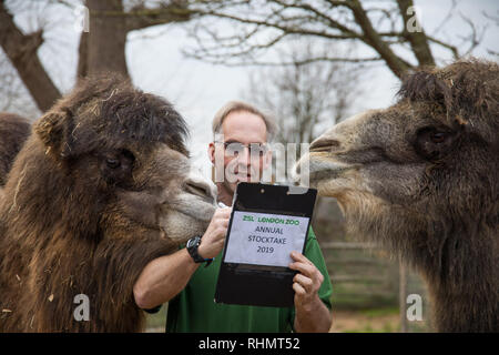 Keepers at ZSL London Zoo carry out the annual stocktake of animals, birds and insects  Featuring: Bactrian camels Where: London, United Kingdom When: 03 Jan 2019 Credit: Phil Lewis/WENN.com Stock Photo