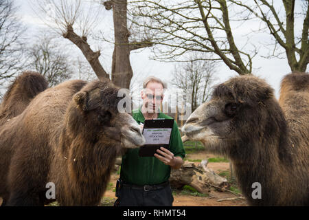 Keepers at ZSL London Zoo carry out the annual stocktake of animals, birds and insects  Featuring: Bactrian camels Where: London, United Kingdom When: 03 Jan 2019 Credit: Phil Lewis/WENN.com Stock Photo