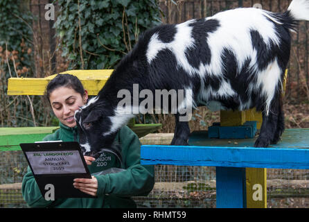 Keepers at ZSL London Zoo carry out the annual stocktake of animals, birds and insects  Featuring: Pygmy goat Where: London, United Kingdom When: 03 Jan 2019 Credit: Phil Lewis/WENN.com Stock Photo