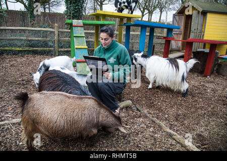 Keepers at ZSL London Zoo carry out the annual stocktake of animals, birds and insects  Featuring: Pygmy goat Where: London, United Kingdom When: 03 Jan 2019 Credit: Phil Lewis/WENN.com Stock Photo