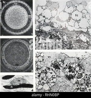 . The Biological bulletin. Biology; Zoology; Biology; Marine Biology. SURFACE CHANGES IN ASCIDIAN FERTILIZATION 357. FIGURE 1. Phase contrast micrograph of a living unfertilized Ascidia malaca egg. fc = follicle cell; tc = test cell; vc = vitelline coat. 270X. FIGURE 2. Transmission electron micrograph (TEM) of envelopes of unfertilized egg. Arrows indi- cate coating of the outer vitelline coat; pm = plasma membrane. 2500X. FIGURE 3. Phase contrast micrograph of a living fertilized egg; test cells have migrated towards the vegetal hemisphere (arrows), vp = vegetal pole. 290X. FIGURE 4. TEM of  Stock Photo