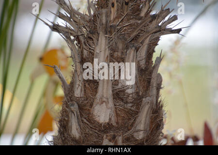 dried fiber trunk of an indoor fan palm, macro shot of fan palm trunk Stock Photo