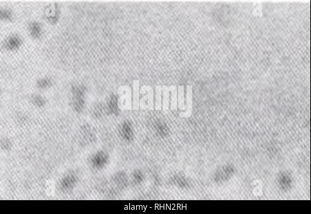 . The Biological bulletin. Biology; Zoology; Biology; Marine Biology. i- 8 . / ; '. 9  :•*. v FIGURES 8 and 9. A small agar slab of growing L-Pm was placed in a drop slide (Fig. 8; 1.350X), then inoculated with 1-2 bacteria and examined under a compound light microscope. After two days (Fig. 9; l,340x), there were cavities formed in the hyphal cytoplasm. After six days (not shown), the fungal hyphae were completely devoid of cytoplasm. No stain. Antagonistic effects oj bacteria There were 177 bacterial isolates obtained from the duplicate 10 2 dilution plates from embryo samples of fifteen fe Stock Photo