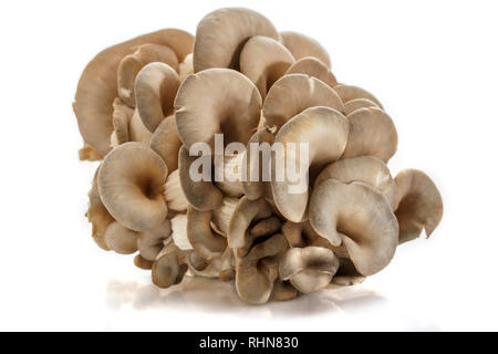 Oyster mushrooms, a bunch of mushrooms isolated on a white background. Environmentally friendly protein product. Stock Photo