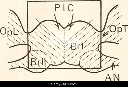 . The Biological bulletin. Biology; Zoology; Biology; Marine Biology. FIGURE 1. (a) A diagrammatic representation of the head of a cockroach showing the - 1.5-mm. square "window" made by removing a piece of cuticle from the front directly above the protocerebrum (Br I), thus allowing access to the pars intercerebralis (PIC), (b) Frontal view of the brain under the window illustrating the removal of the part of the brain containing the pars intercerebralis (white area). PIC: pars intercerebralis, Br I: protocerebrum, Br II: deutocerebrum, OpL: optic lobe, OpT: optic tract, AN : anten Stock Photo