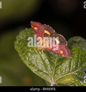 The tiny daytime  Mint Moth (Pyrausta aurata) on the leaf of an applemint herb plant, with wings spread to show underwing. Stock Photo